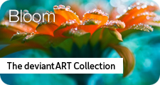deviantART: Bloom