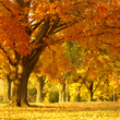 Fall