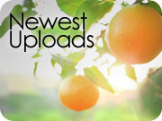 Newest Uploads
