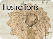 Illustrations